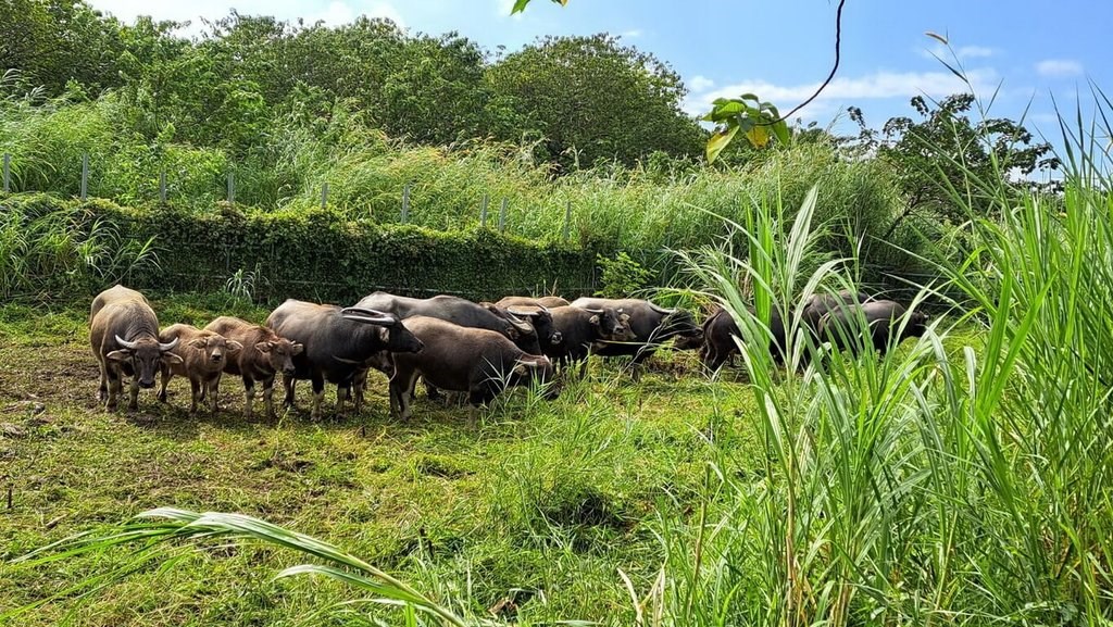 Relocated New Taipei water buffalo adapting well in Taitung: Office