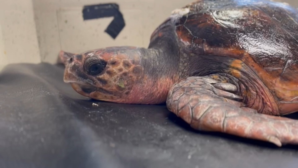 Rescued sea turtle recovering at Vancouver Aquarium after being found 'cold-stunned' on B.C. beach
