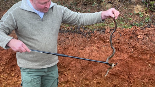 Snake catchers hopeful Australians can learn to love snakes