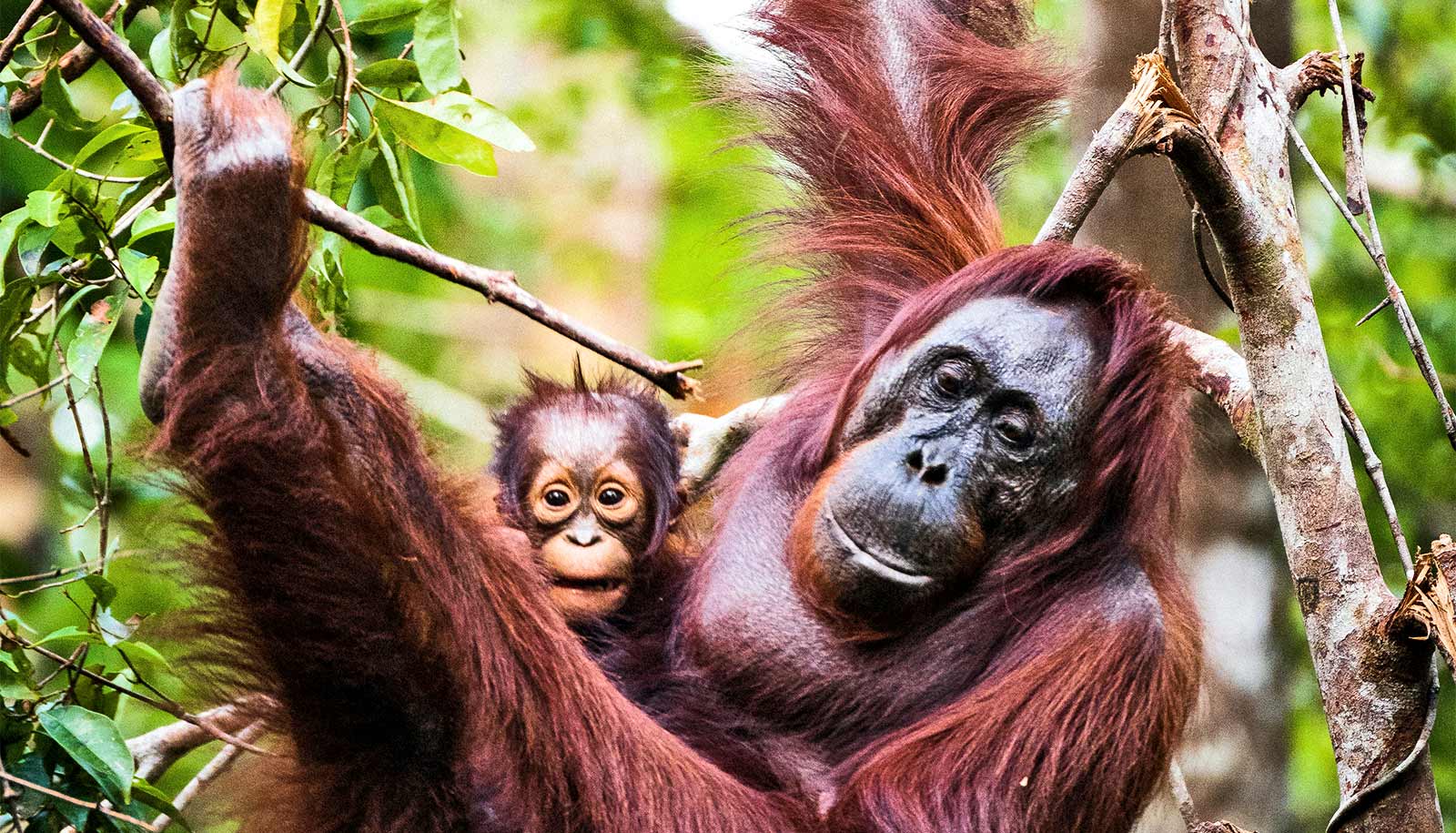 We need new conservation methods to save great apes