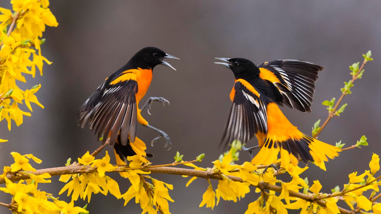 3 Essential Birdwatching Destinations To Explore Across Maryland