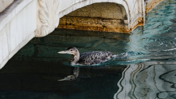 This rare loon brought the Bellagio hotel's famous Vegas fountain show to a halt