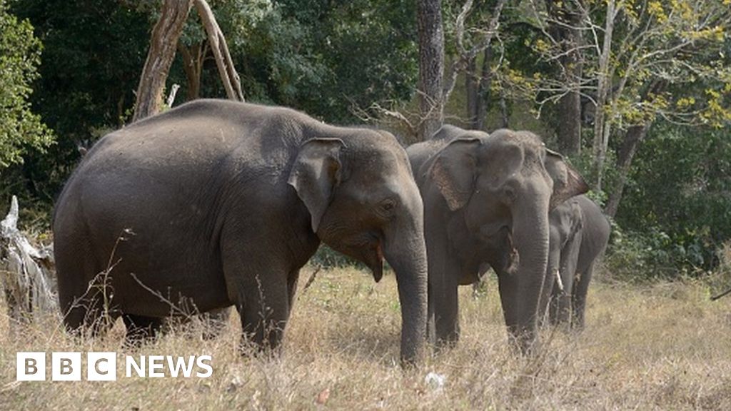 Anger and fear in India state over elephant attacks