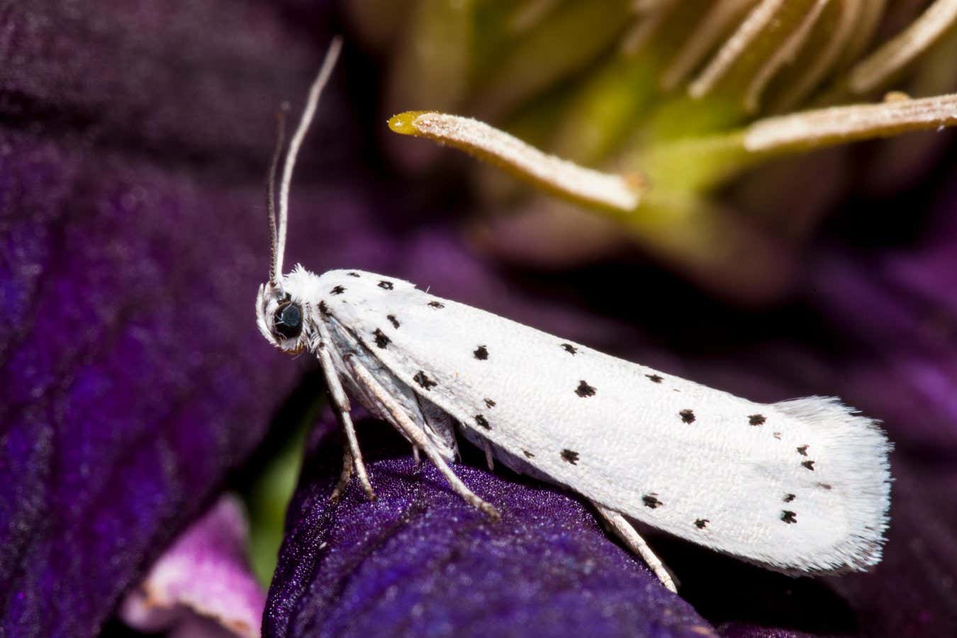 City moths may have evolved smaller wings due to light pollution
