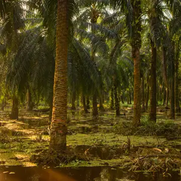 Can Europe Save Forests Without Killing Jobs in Malaysia?
