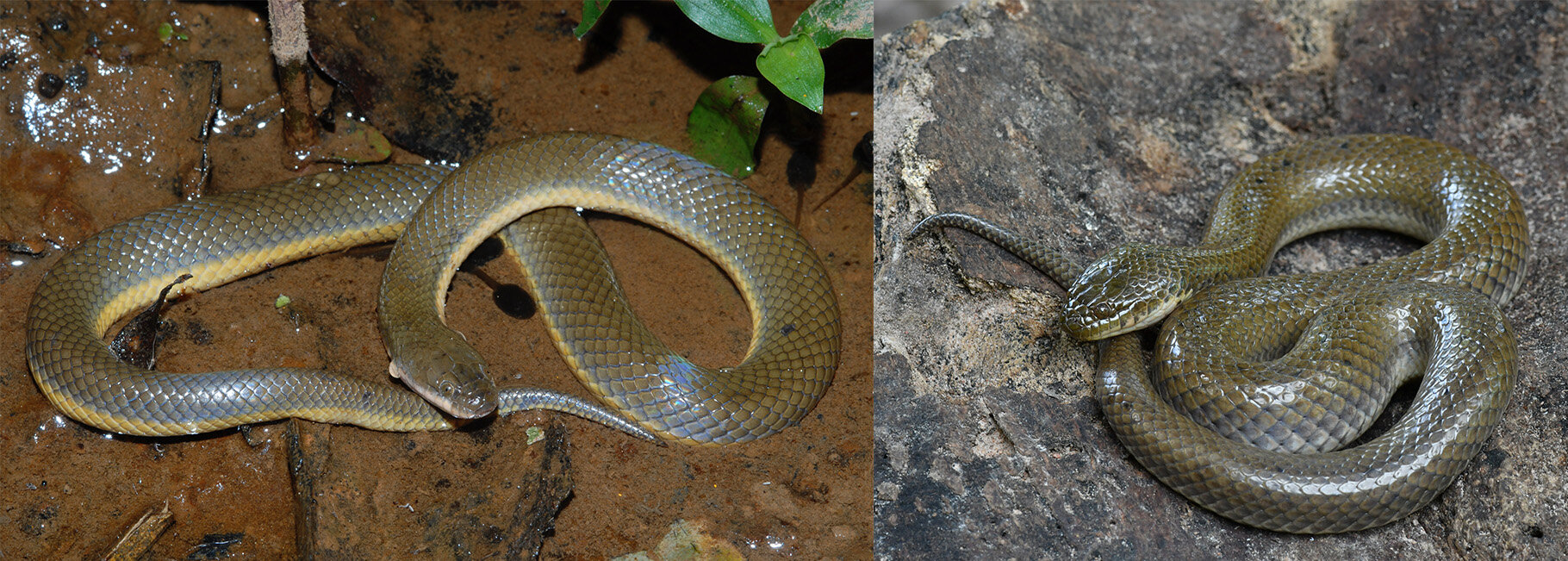 Rice paddy snake diversification was driven by geological and environmental factors in Thailand, molecular data suggest
