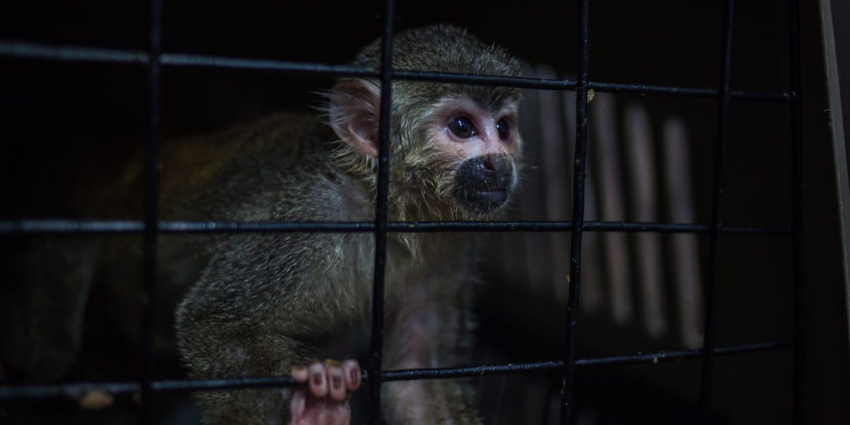 You can buy an endangered monkey on Facebook in 20 minutes