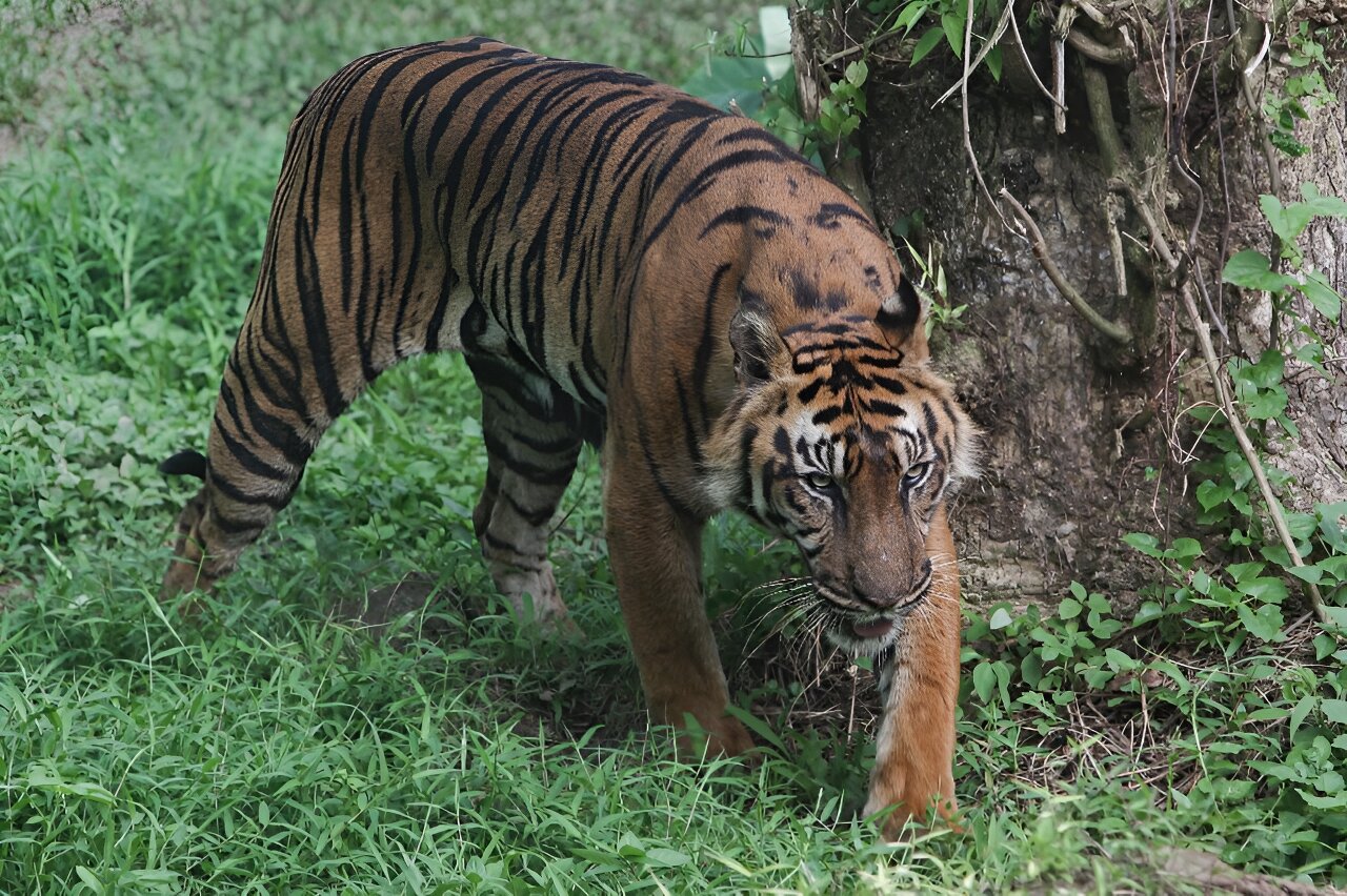 Indonesia hunts clues as study suggests Javan tiger may still exist