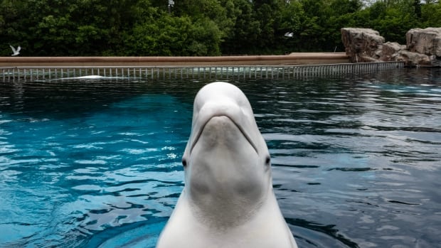 2 more belugas dead at Marineland marking 17 whale deaths since 2019