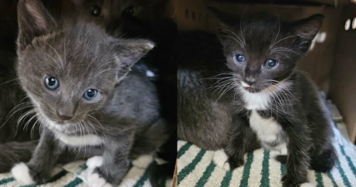 20 neglected cats and kittens seized from Delta home: BC SPCA