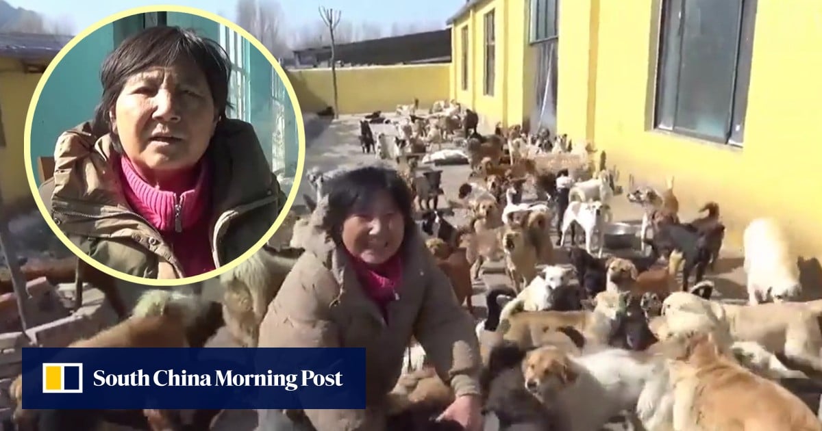 Animal-loving China woman sacrifices life in US with daughter to shelter 2,470 stray dogs and cats, incurs US$70,000 in debt over 15 years
