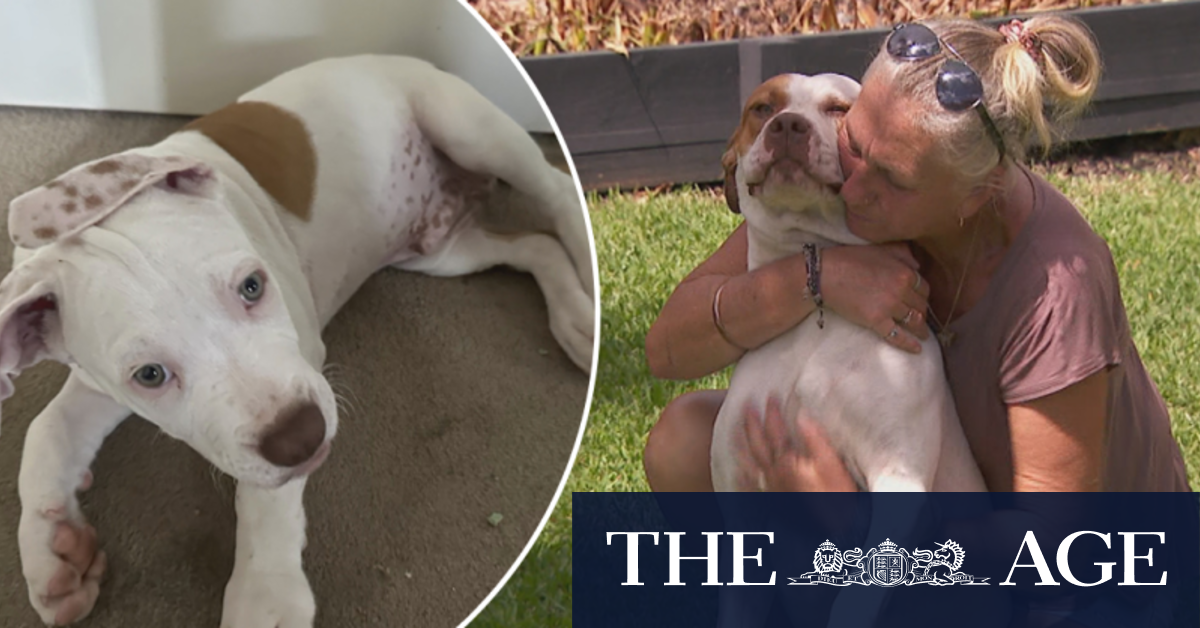 Brisbane family has pets stolen in broad daylight