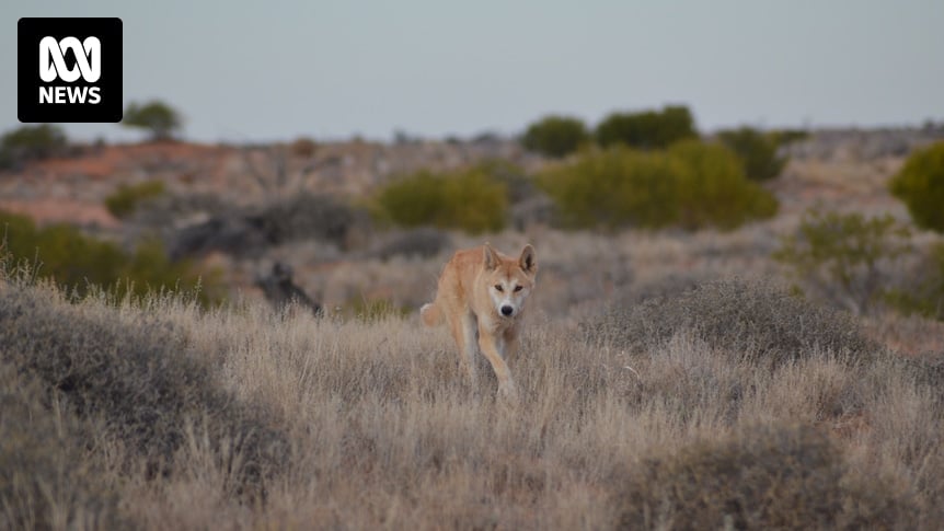 Dingo wee could help non-lethal management of the native species, research finds