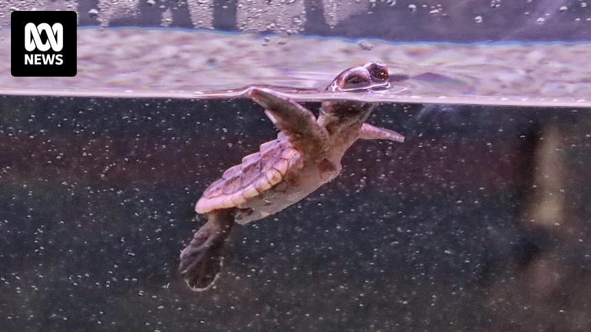 Endangered loggerhead turtles hatching on display at World Science Festival in Brisbane