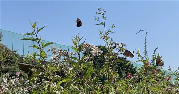 Freeway lane closed for purple crow butterfly migration