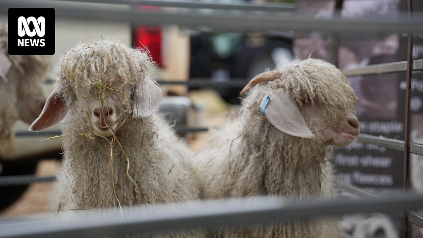 Goat farmer hopes genetic breeding program will improve Australian Angora fleece quality