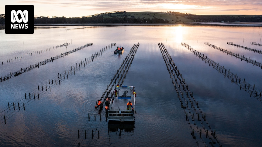 Growers baffled as oyster production plummets at Pipeclay Lagoon in southern Tasmania