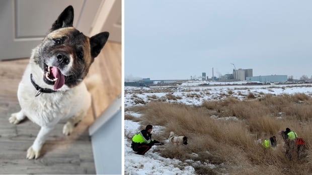 Hero the dog lives up to his name and leads rescuers to owner who spent 2 days in a ditch
