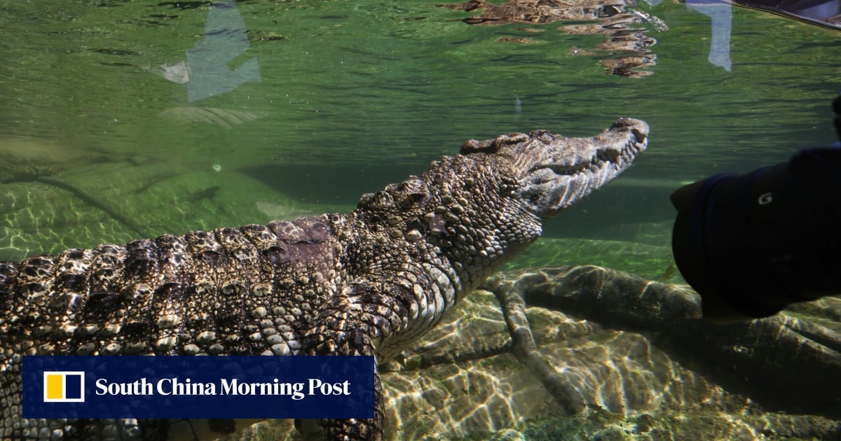 Hongkongers can visit rescued 2-metre-long crocodile named Passion at Ocean Park from Saturday