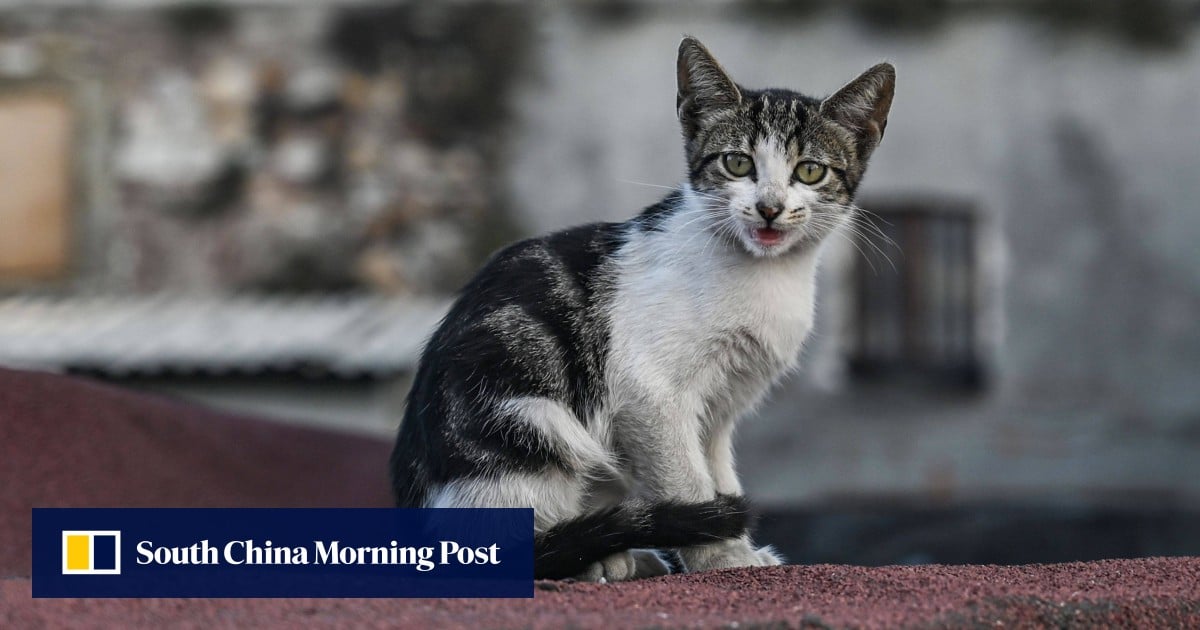 In Turkey, killing of stray cat triggers petitions, protests, death threats, and interest from president Erdogan
