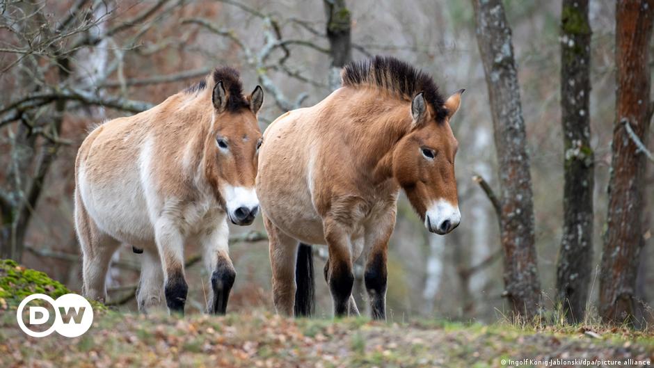 Kazakhstan: Wild horses to be reintroduced by European zoos