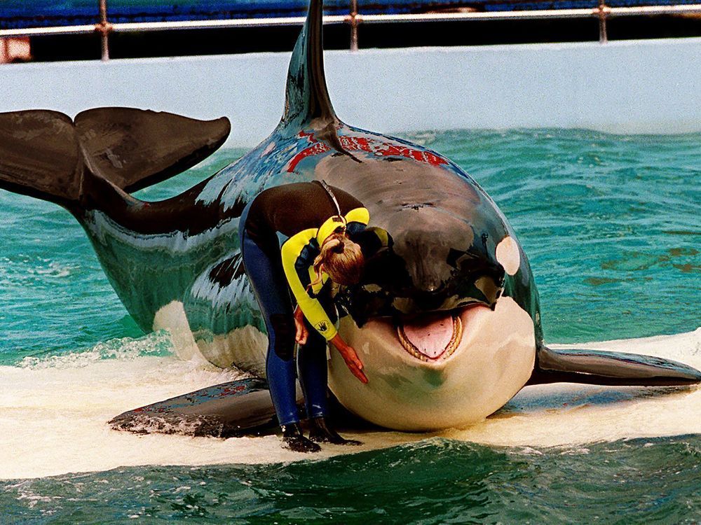 Miami Seaquarium gets eviction notice several months after death of Lolita the orca