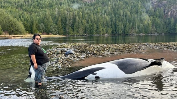 Orca beached on Vancouver Island dies despite life-saving efforts