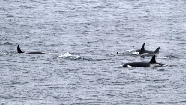 Orca group seen hunting ocean's largest predators: researchers
