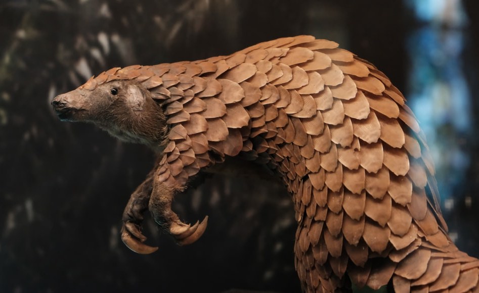 Pangolins in Africa - Expert Unpacks Why Millions Have Been Traded Illegally and What Can Be Done About It