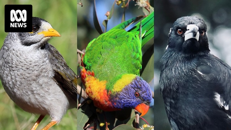 Rainbow lorikeet crowned most commonly spotted bird in 10th annual Aussie Bird Count