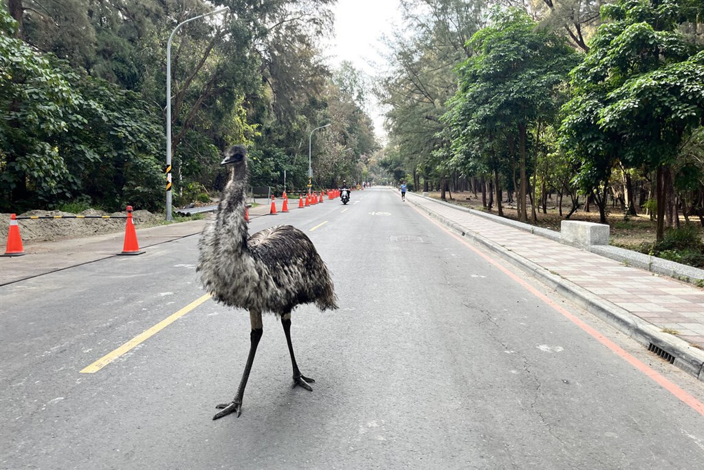Runaway emu captured in Tainan, handed over to authorities by owner