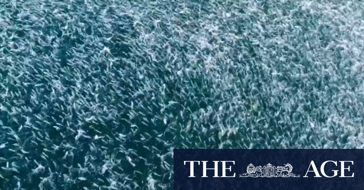 Salmon feeding frenzy off SA coast