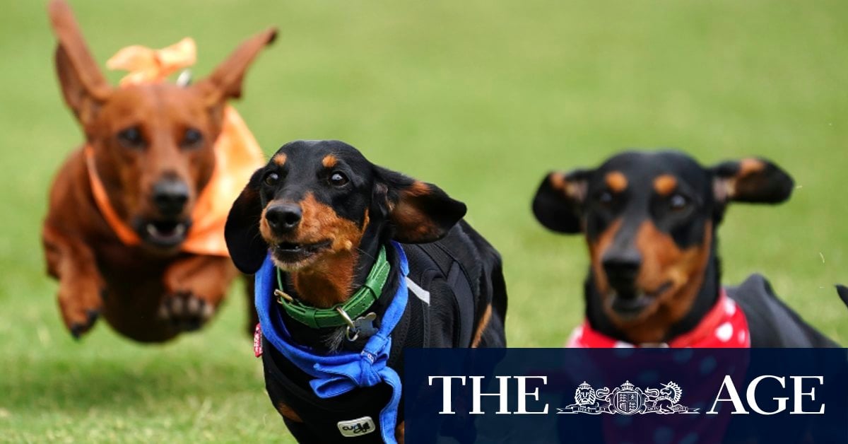 Sausage dog races prove a sizzling success for town of Inverleigh