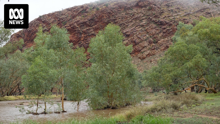 Southern NT cattle producers 'blessed' with steady rain around Alice Springs, Todd River flows