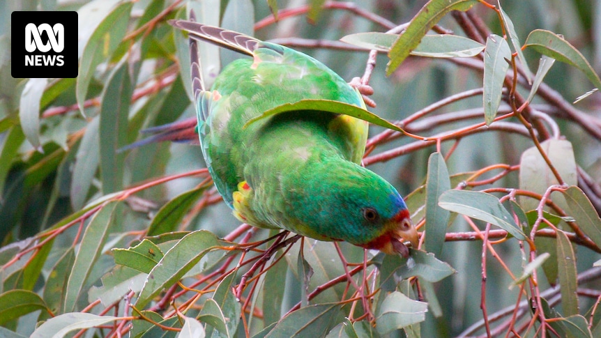 Swift parrots still in peril, despite revised numbers of surviving birds due to new counting method