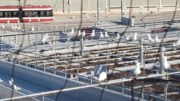 Toronto's transit agency to use sound cannons to scare away seagulls from one of its buildings