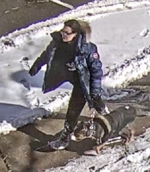 Toronto woman arrested in violent dog attack, child seriously injured