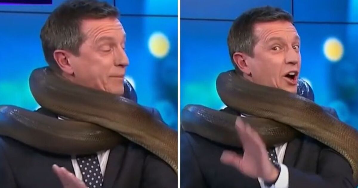 Watch the horrifying moment TV presenter is choked by snake live on-air 