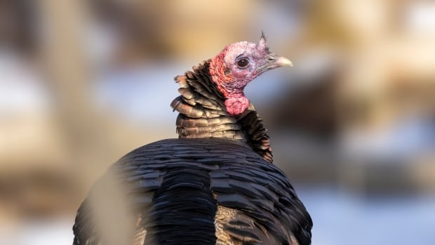 Wild turkeys are moving into Montreal. Here's how to live with them