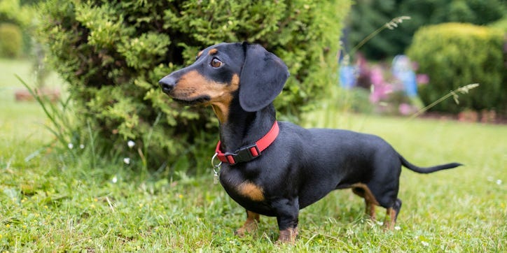 Dachshund could face ban in Germany because of inherent health problems, highlighting wider dog breeding concerns