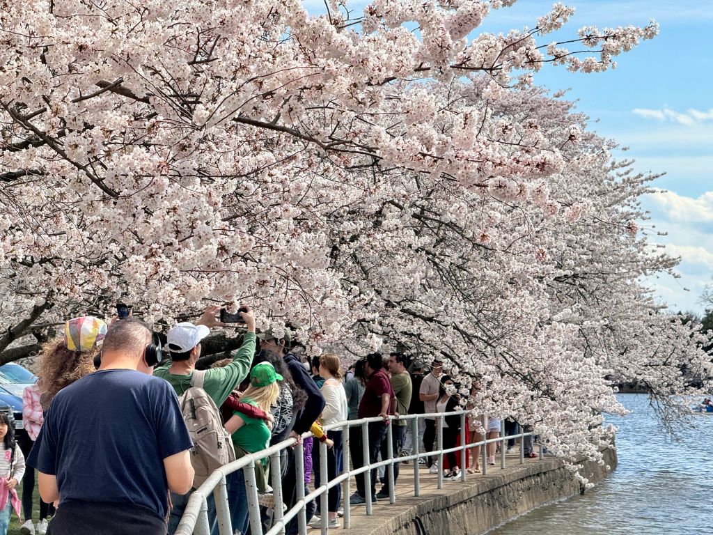 Cherry Trees from Japan to Washington D.C. Are Blooming Earlier Due to Climate Change