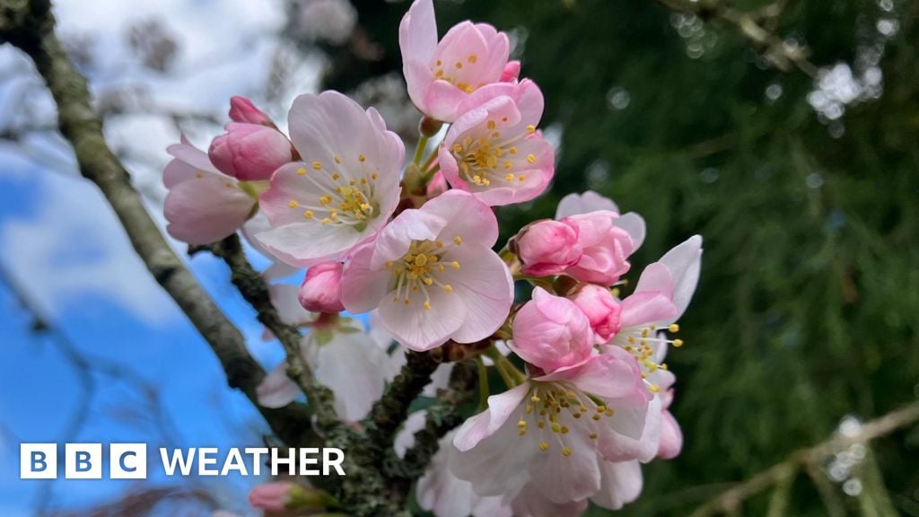 Winter warmth brings early blossom across the UK