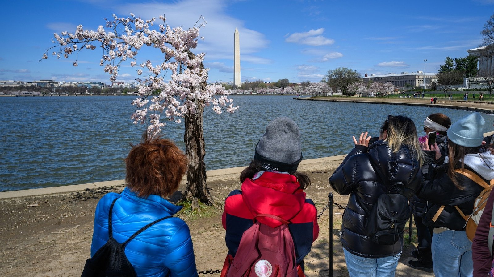 Why the National Park Service is cutting down 150 of Washington, DC's cherry blossoms