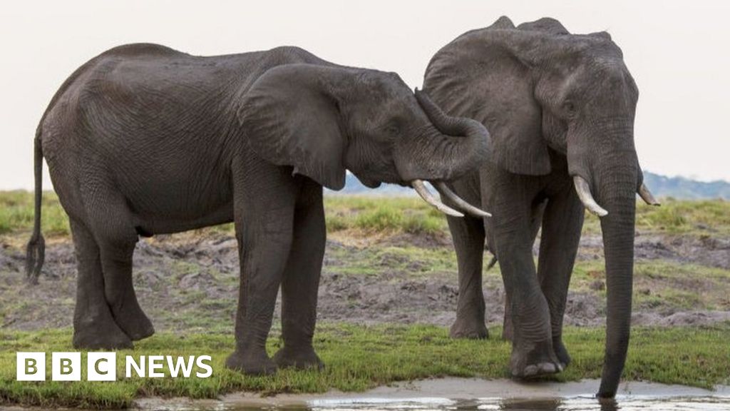 Botswana wants to send Germany 20,000 elephants