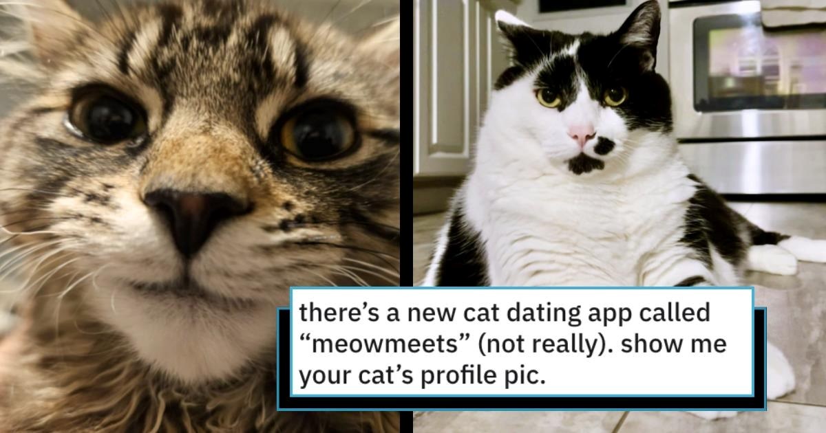 32 Kitty Cat Dating App Purrofile Pictures to Fall in Love With at First Sight