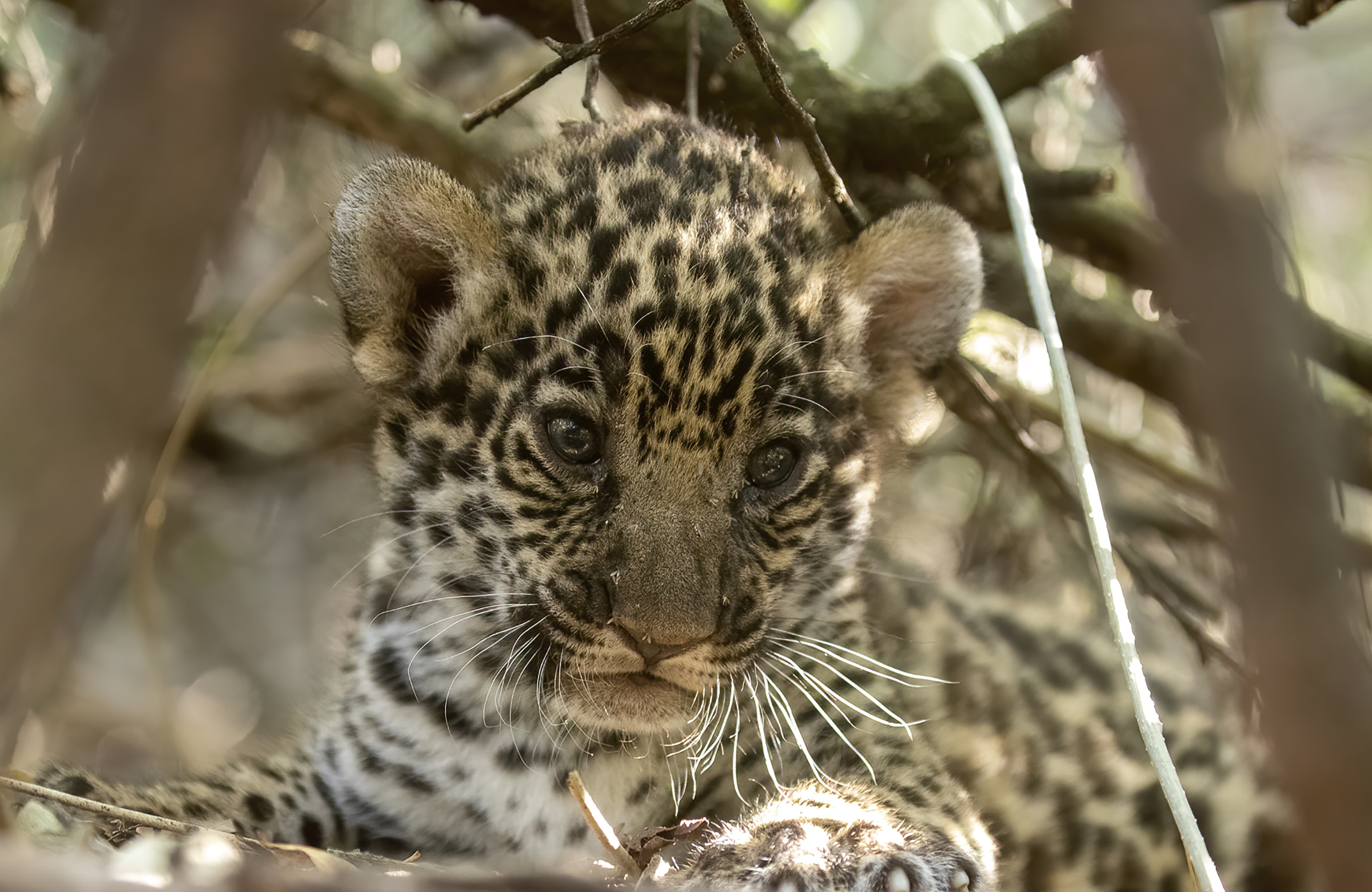 Reintroducing Wild Jaguars to Argentina Is a Love Story for the Planet