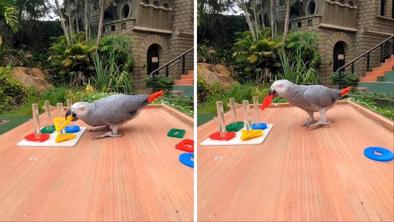 Parrot Cleverly Stacks Puzzle Pieces Sorting Them by Color and Shape