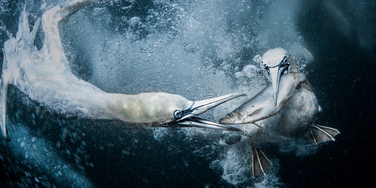 14 breathtaking wildlife photos from the World Nature Photography Awards