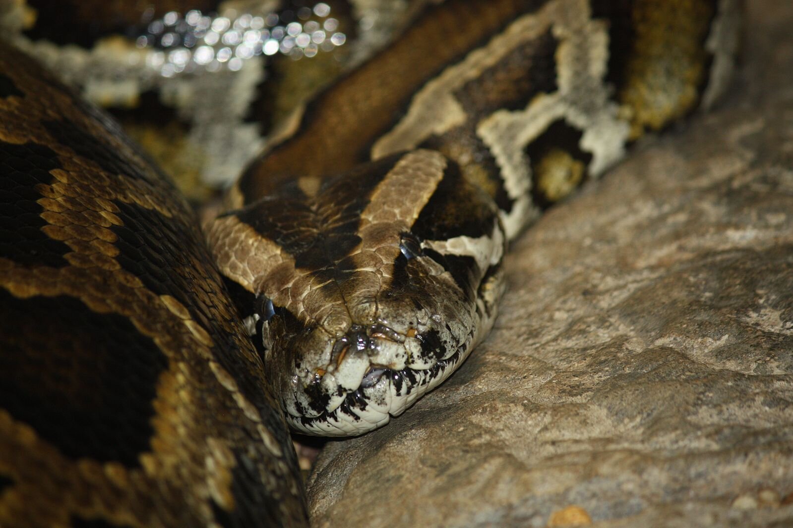 Mysterious python parasite threatens Florida's native snakes, pushing toward their 'extreme decline'