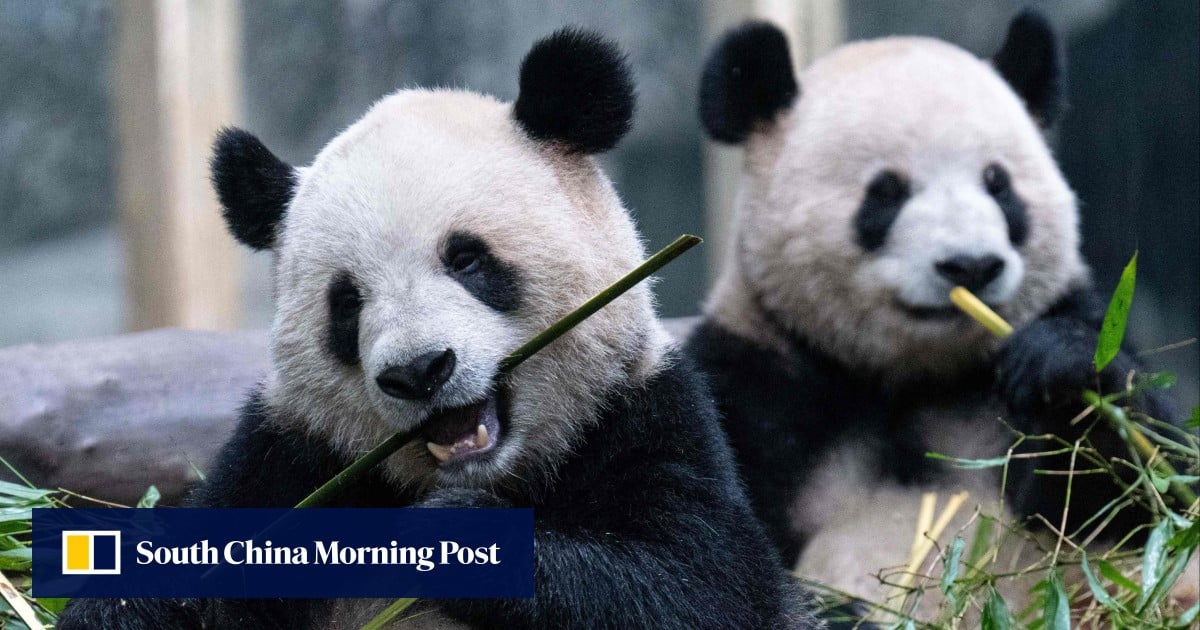 2 Chinese giant pandas destined for San Francisco next year